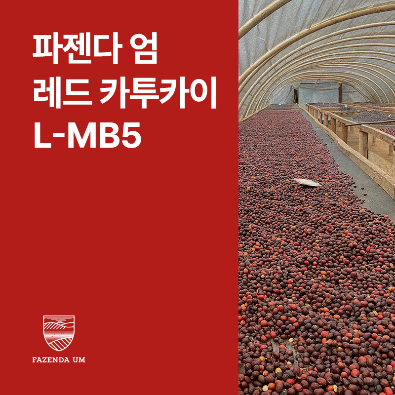 브라질 파젠다 엄 레드 카투카이 L-MB5 펄프드 내추럴