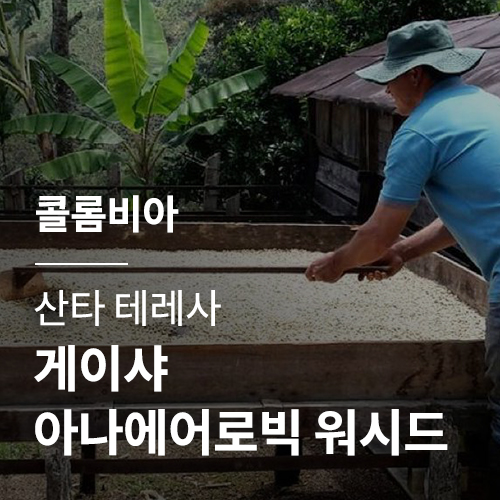 콜롬비아 산타 테레사 게이샤 아나에어로빅 워시드