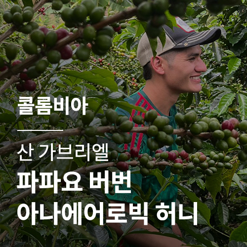 콜롬비아 산 가브리엘 파파요 버번 아나에어로빅 허니