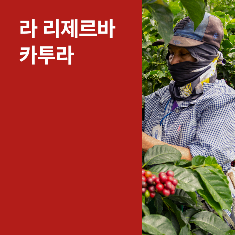콜롬비아 라 리제르바 카투라 아나에어로빅 허니 (리치)