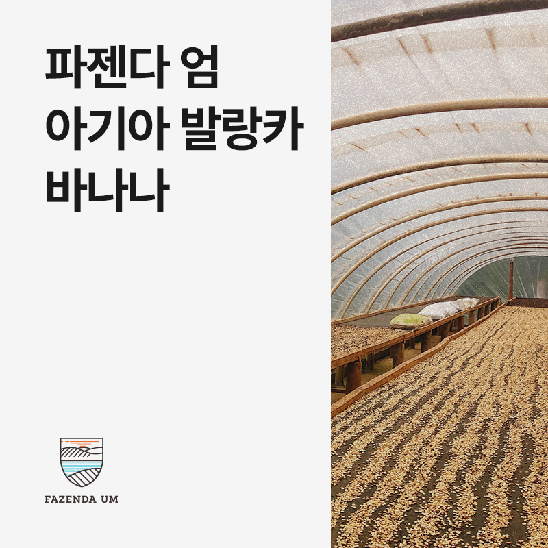 브라질 파젠다 엄 아기아 발랑카 바나나 펄프드 내추럴