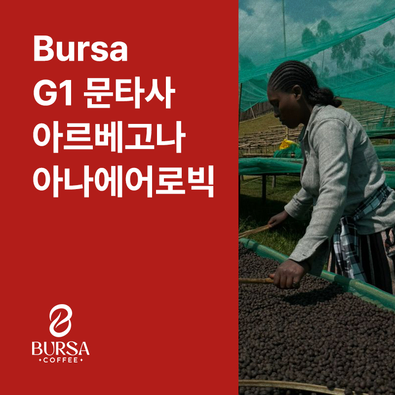 에티오피아 Bursa G1 문타사 아르베고나 아나에어로빅 내추럴