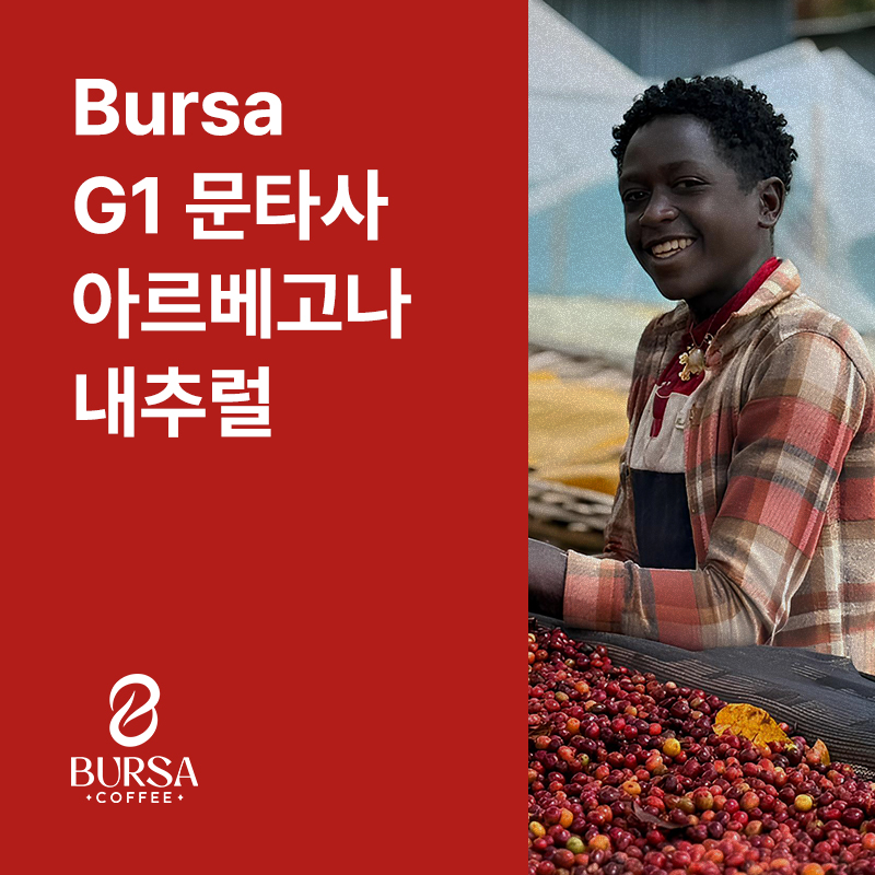 에티오피아 Bursa G1 문타사 아르베고나 내추럴