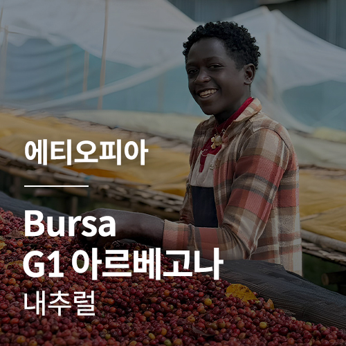에티오피아 Bursa G1 문타사 아르베고나 내추럴