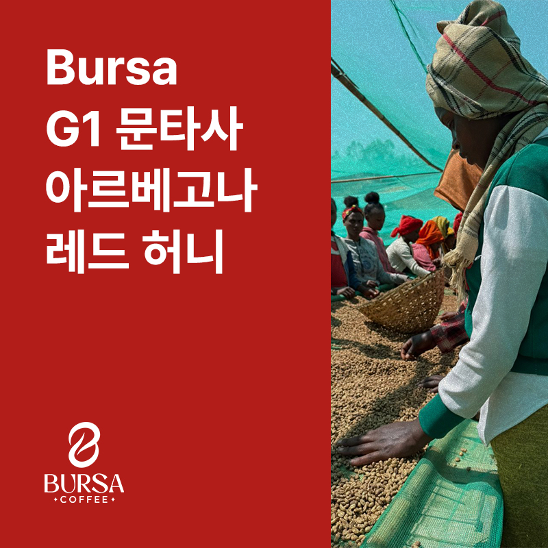 에티오피아 Bursa G1 문타사 아르베고나 레드 허니