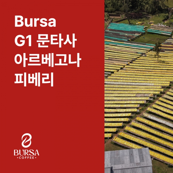 에티오피아 Bursa G1 문타사 아르베고나 피베리 내추럴