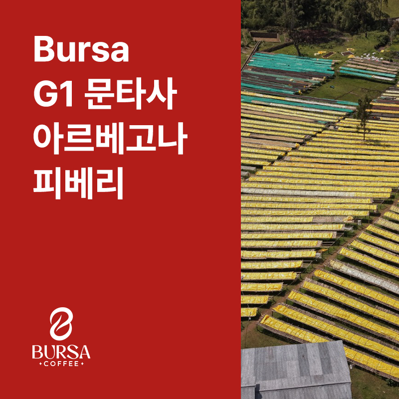 에티오피아 Bursa G1 문타사 아르베고나 피베리 내추럴