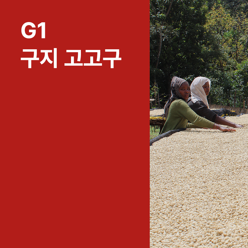 에티오피아 G1 구지 고고구 워시드