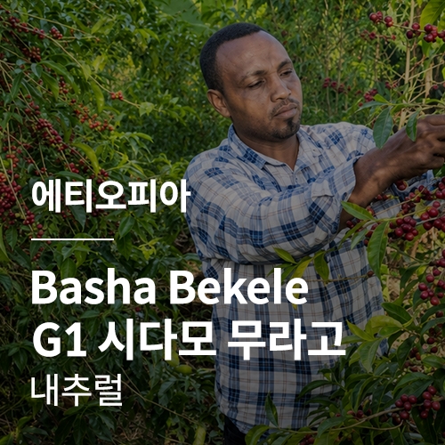 에티오피아 Basha bekele G1 시다모 벤사 무라고 내추럴