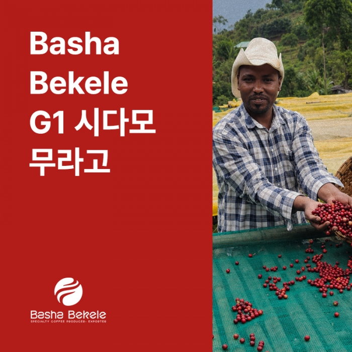 에티오피아 Basha bekele G1 시다모 벤사 무라고 내추럴