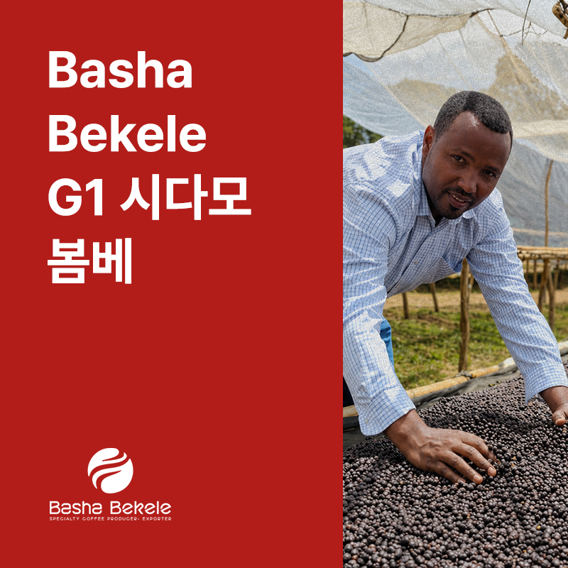 에티오피아 Basha bekele G1 시다모 벤사 봄베 내추럴