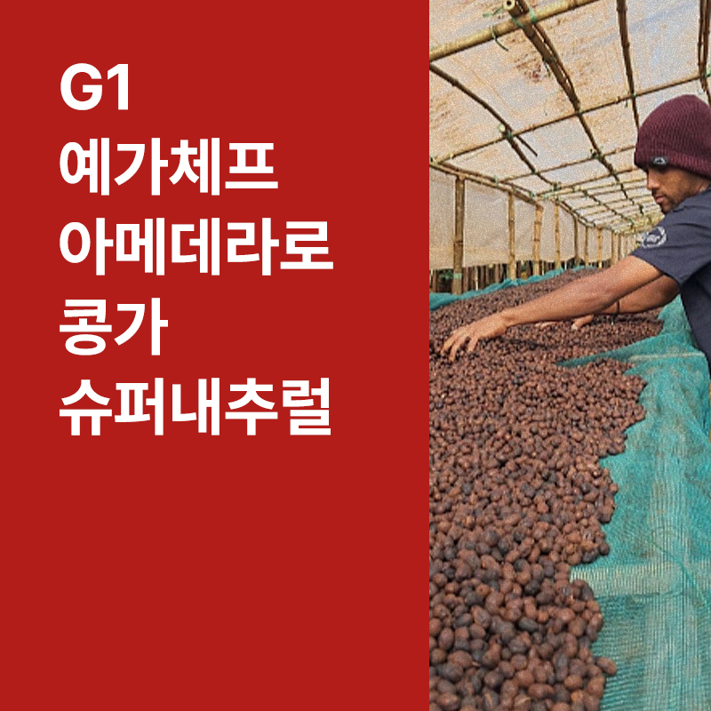 에티오피아 G1 예가체프 아메데라로 콩가 슈퍼내추럴