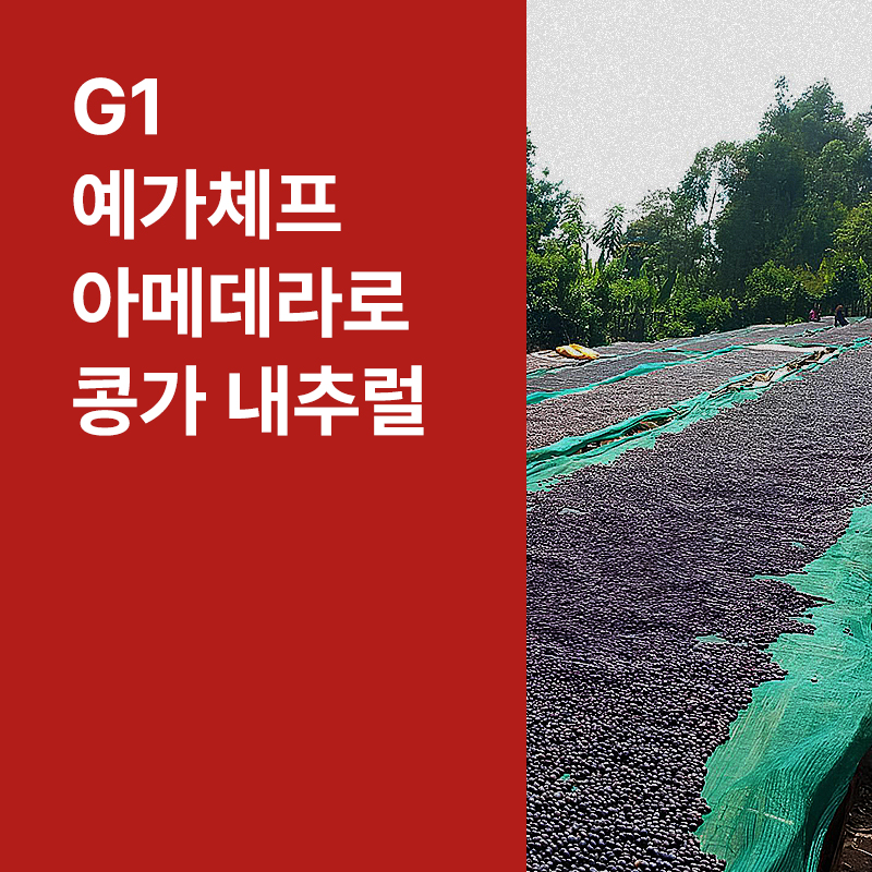 에티오피아 G1 예가체프 아메데라로 콩가 내추럴