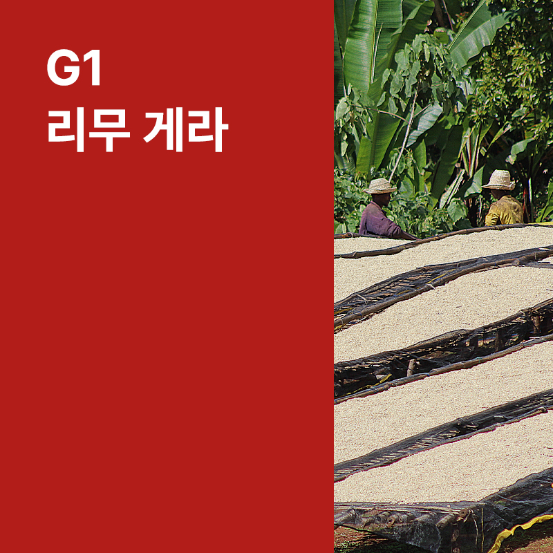 에티오피아 G1 리무 게라 워시드