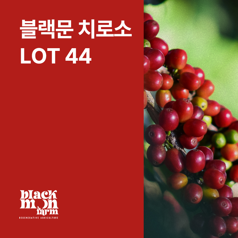 파나마 Black Moon 치로소 아나에어로빅 내추럴 Lot 44