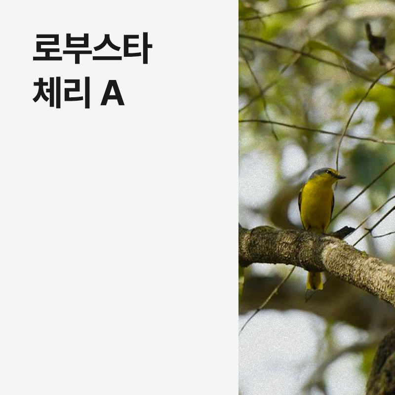 인도 로부스타 체리 A