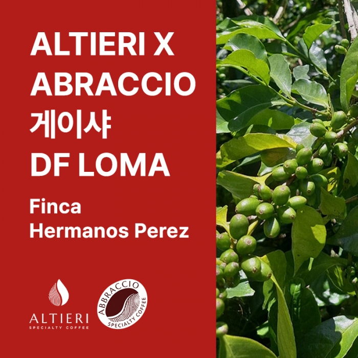 파나마 ALTIERI X ABRACCIO 게이샤 내추럴 DF Loma (Finca Hermanos Perez)