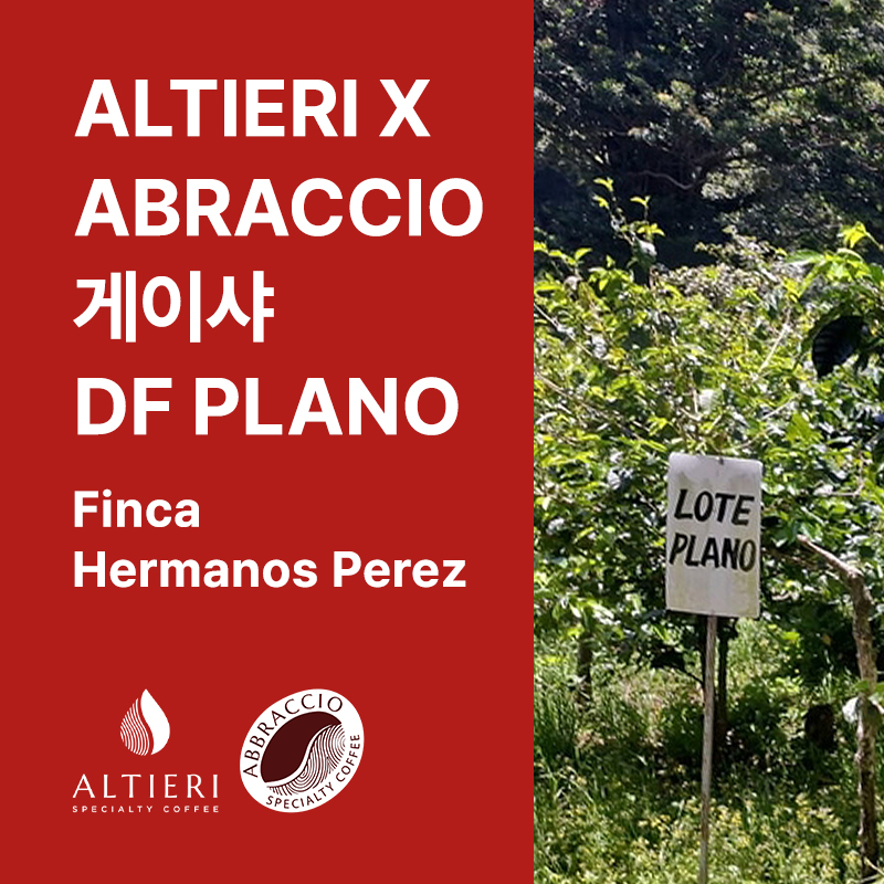 파나마 ALTIERI X ABRACCIO 게이샤 내추럴 DF Plano (Finca Hermanos Perez)