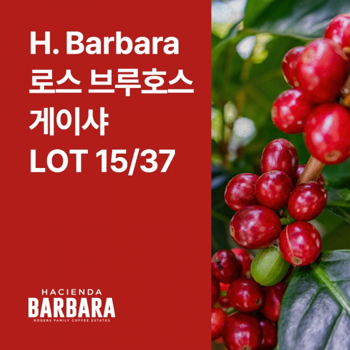 파나마 H. Barbara 로스 브루호스 게이샤 내추럴 Lot 15/37