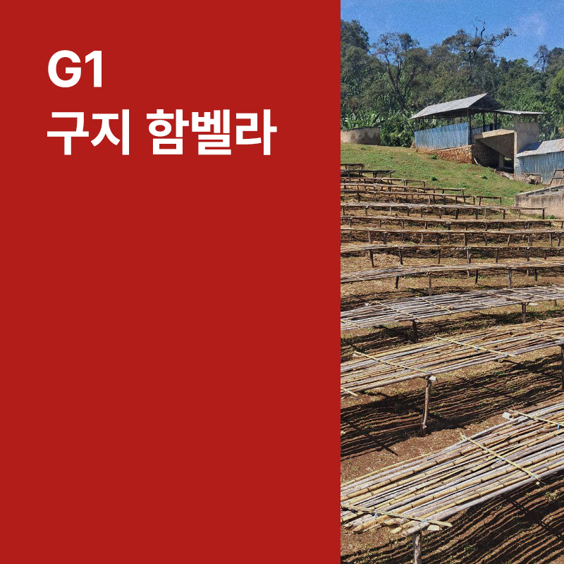 에티오피아 G1 구지 함벨라 내추럴