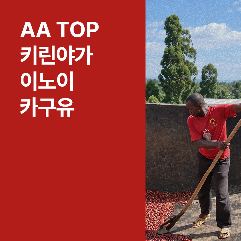 케냐 AA TOP 키린야가 이노이 카구유