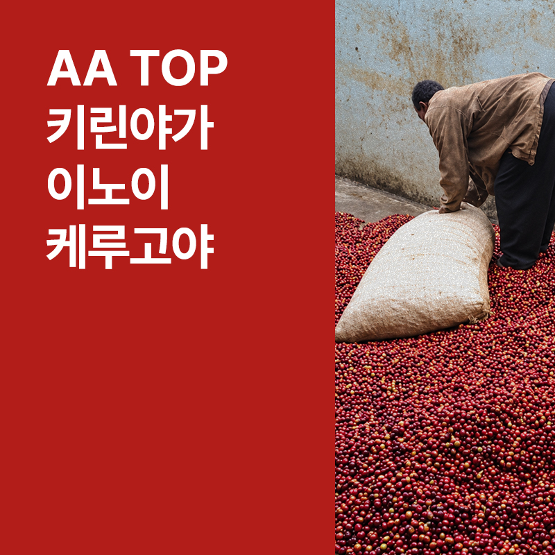 케냐 AA TOP 키린야가 이노이 케루고야