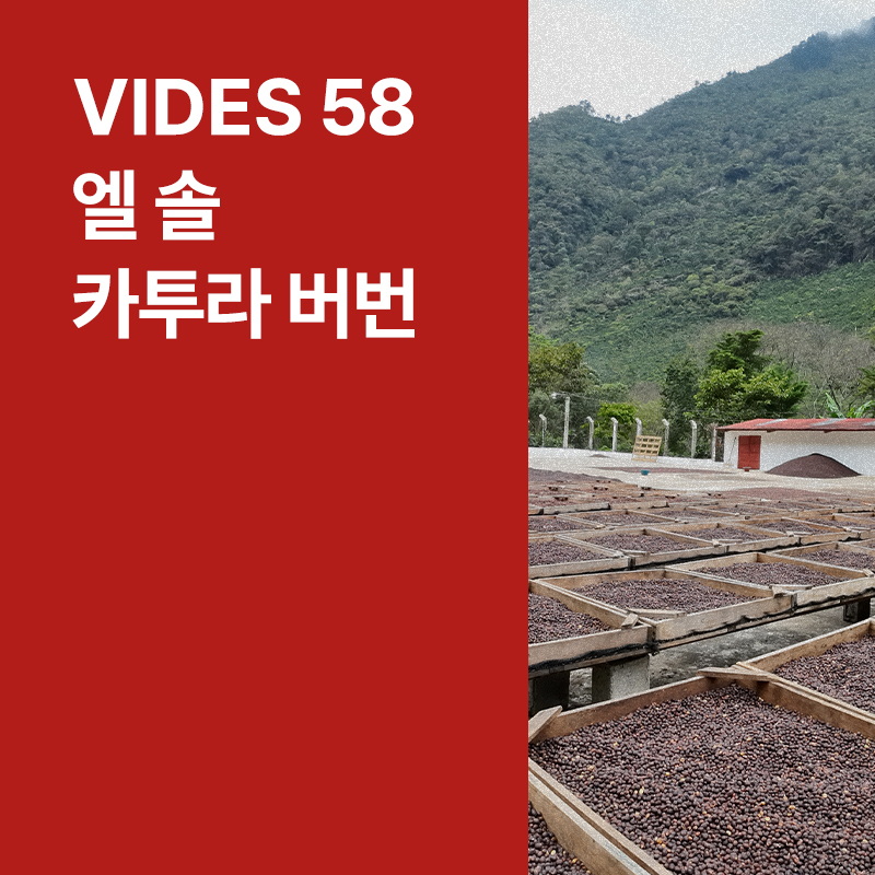 과테말라 Vides 58 엘 솔 카투라 버번 내추럴