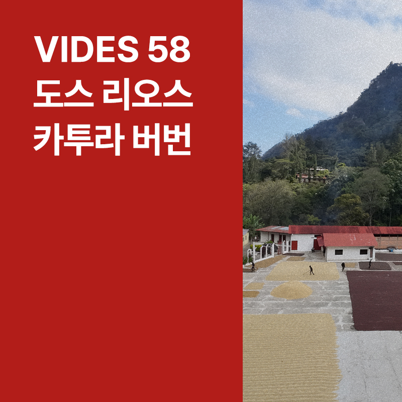 과테말라 Vides 58 도스 리오스 카투라 버번 워시드