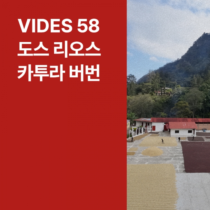 과테말라 Vides 58 도스 리오스 카투라 버번 워시드