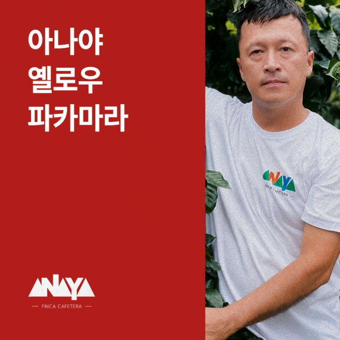 콜롬비아 아나야 옐로우 파카마라 멀티스테이지 워시드