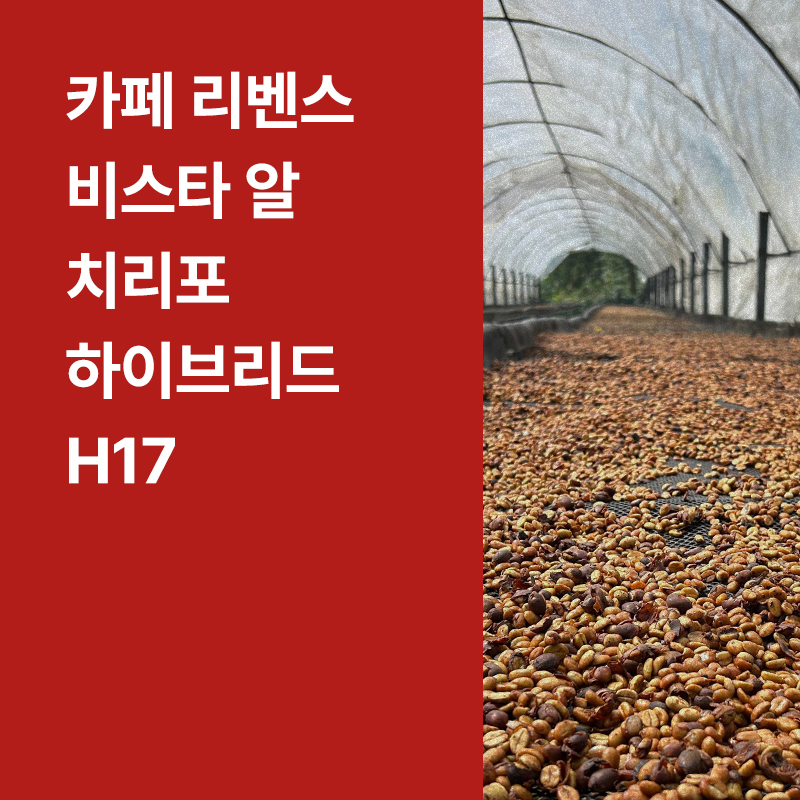 코스타리카 Cafe Rivense 비스타 알 치리포 하이브리드 H17 블랙허니