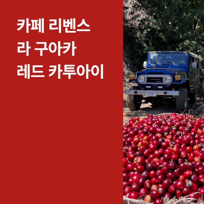 코스타리카 카페 리벤스 라 구아카 레드 카투아이 블랙 허니