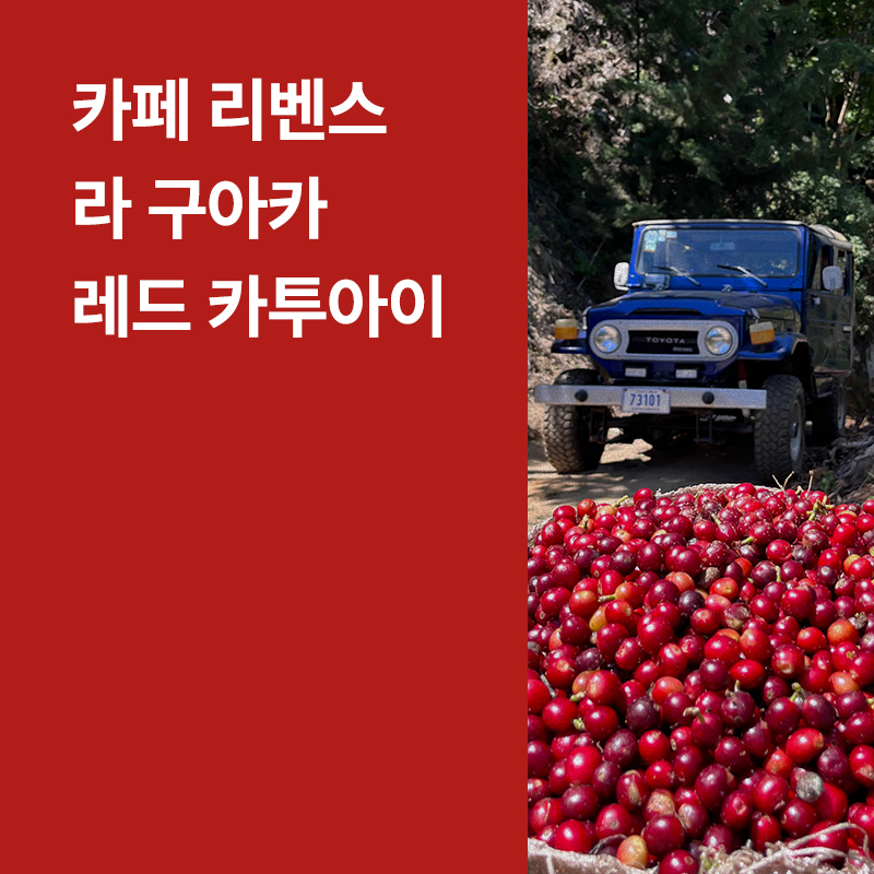 코스타리카 카페 리벤스 라 구아카 레드 카투아이 블랙 허니