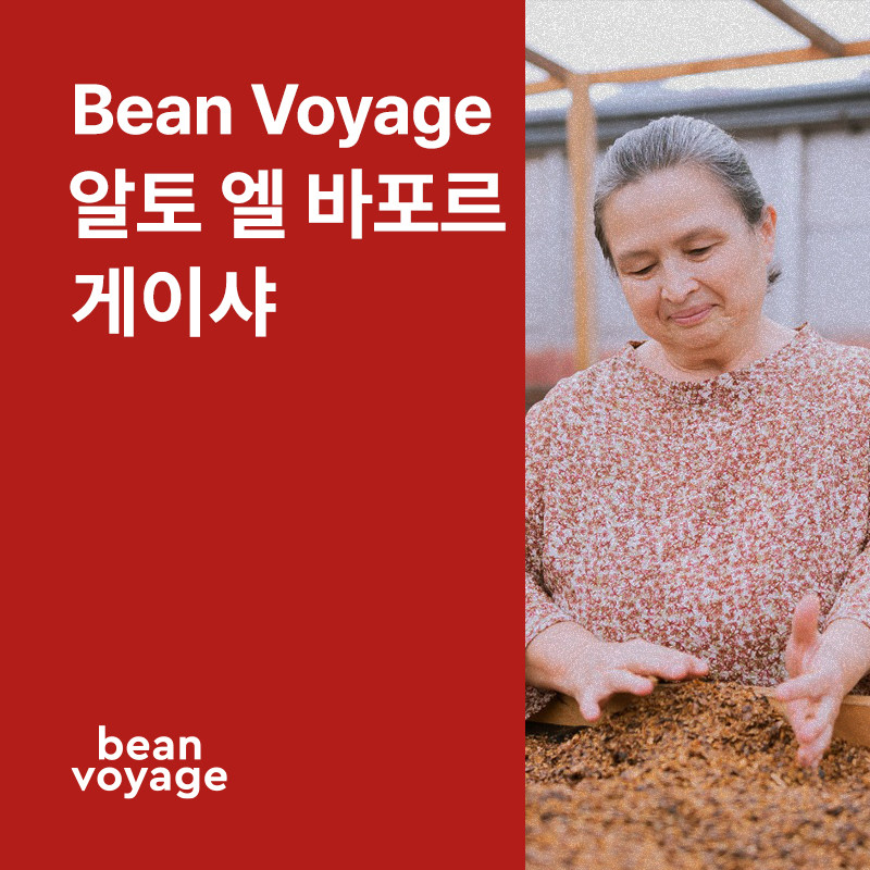 코스타리카 Bean Voyage 알토 엘 바포르 게이샤 아나에어로빅 내추럴