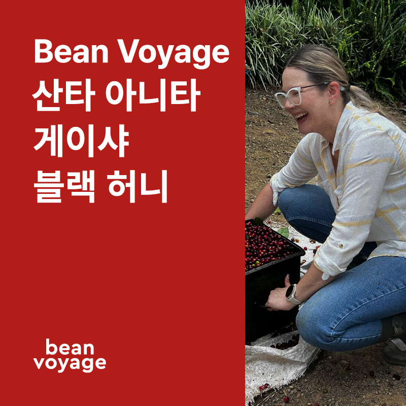 코스타리카 Bean Voyage 산타 아니타 게이샤 블랙 허니