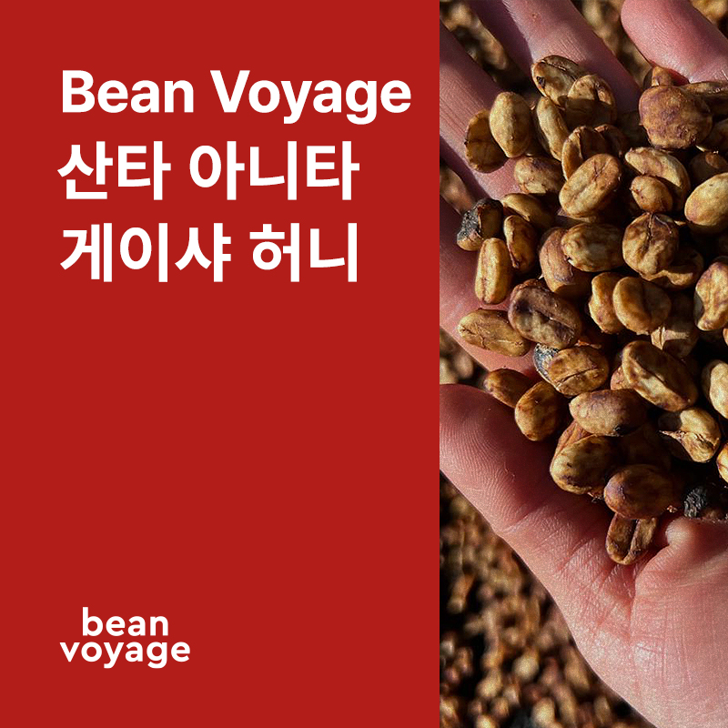 코스타리카 Bean Voyage 산타 아니타 게이샤 허니