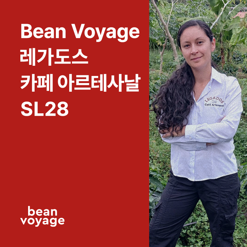 코스타리카 Bean Voyage 레가도스 카페 아르테사날 SL28 내추럴