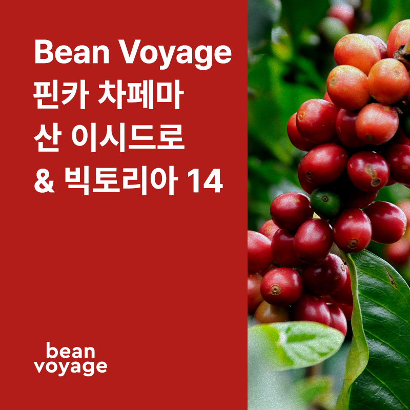 코스타리카 Bean Voyage 핀카 차페마 산 이시드로 & 빅토리아 14 내추럴