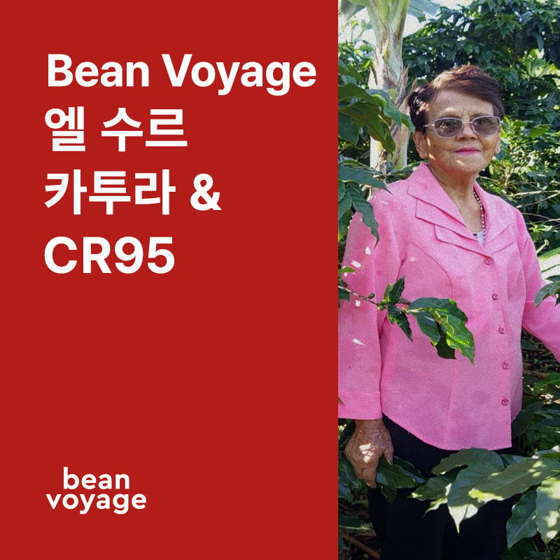 코스타리카 Bean Voyage 엘 수르 카투라 & CR95 내추럴