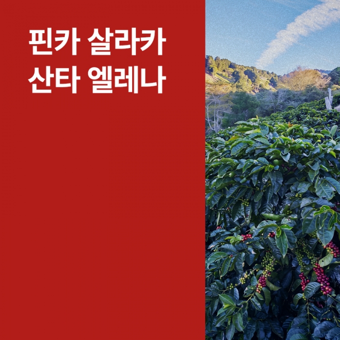코스타리카 핀카 살라카 산타 엘레나 라이트 허니