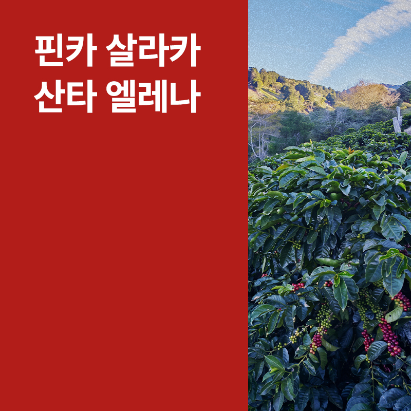 코스타리카 핀카 살라카 산타 엘레나 라이트 허니