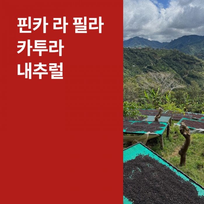 코스타리카 핀카 라 필라 카투라 내추럴