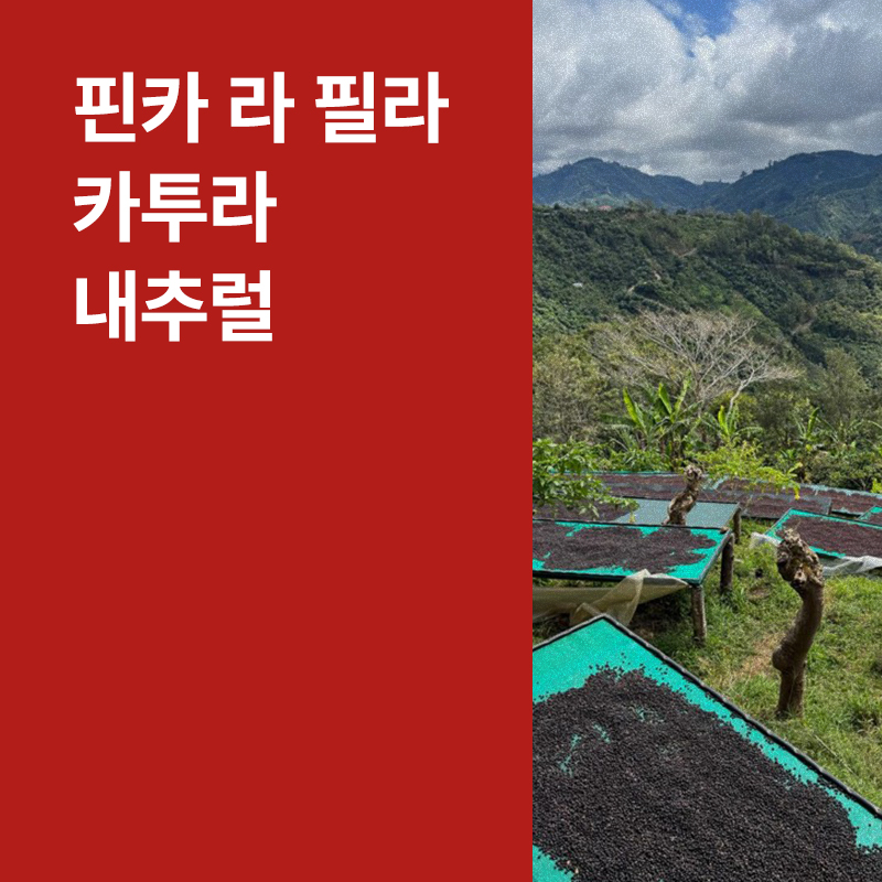 코스타리카 핀카 라 필라 카투라 내추럴
