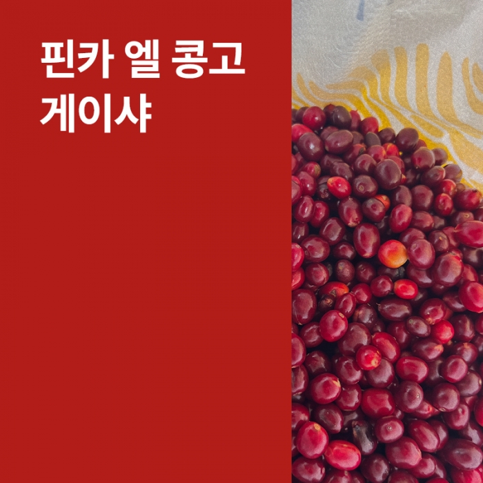 코스타리카 핀카 엘 콩고 게이샤 소프트 내추럴