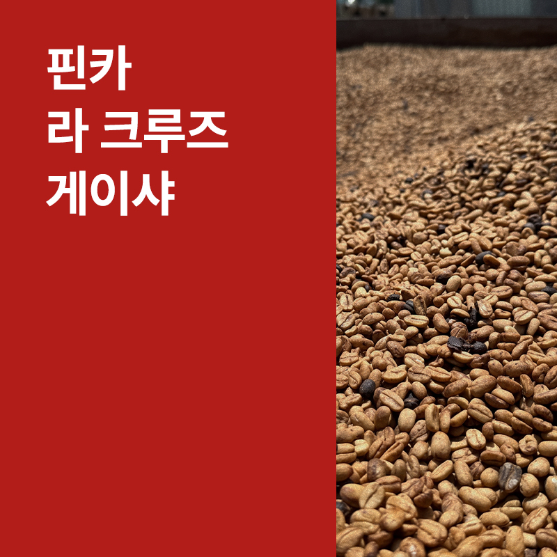 코스타리카 핀카 라 크루즈 게이샤 더블 퍼먼테이션 워시드