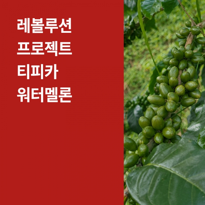콜롬비아 레볼루션 프로젝트 티피카 코퍼멘티드 워터멜론
