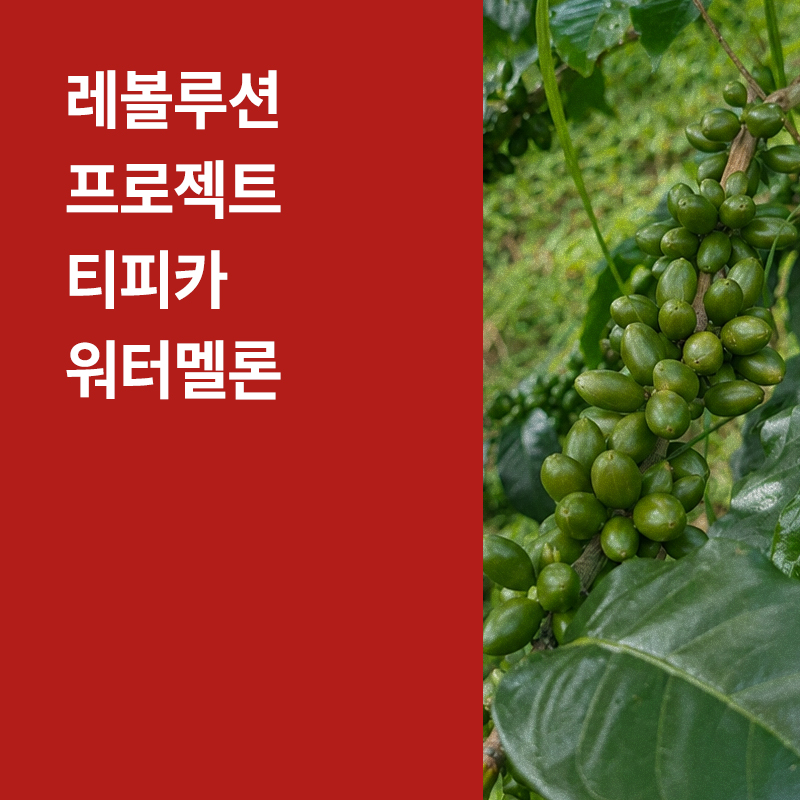 콜롬비아 레볼루션 프로젝트 티피카 코퍼멘티드 워터멜론