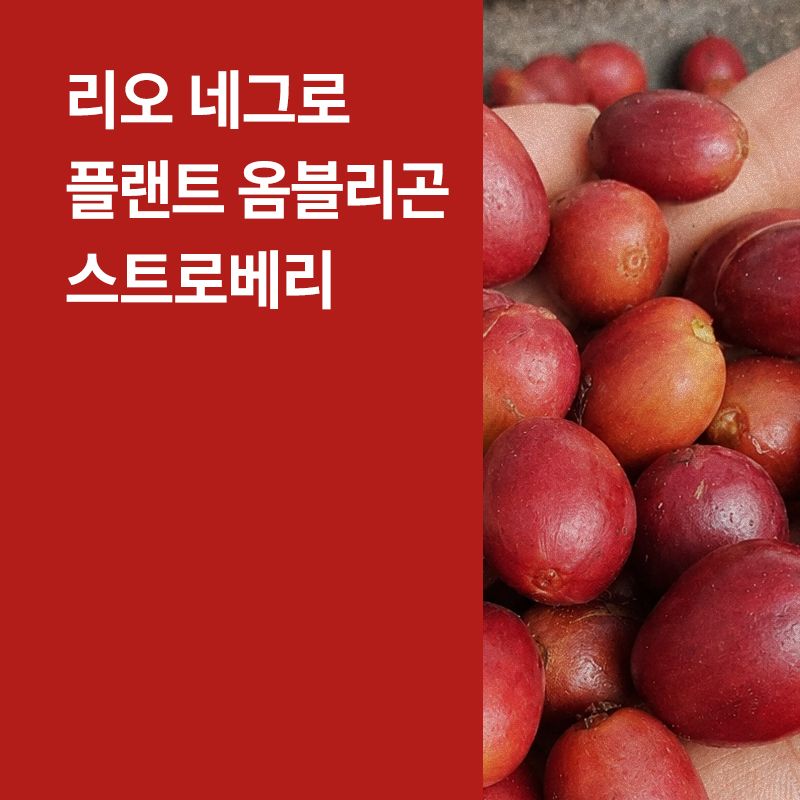 콜롬비아 리오 네그로 플랜트 옴블리곤 코퍼멘티드 스트로베리