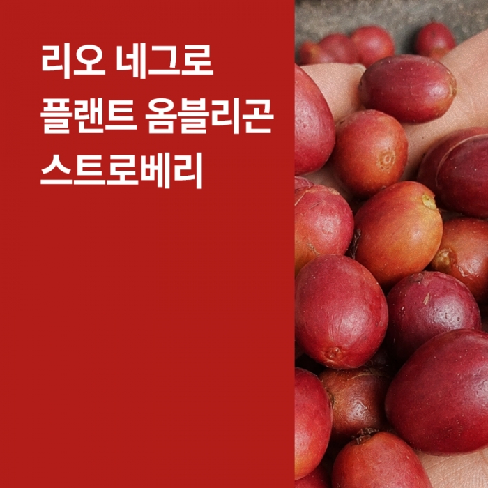 콜롬비아 리오 네그로 플랜트 옴블리곤 코퍼멘티드 스트로베리