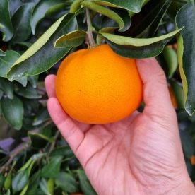 천혜향 선물용(정품) 2kg/3kg/5kg (무료배송)